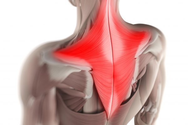 Trapezius - Muscle of the Month (Feb)