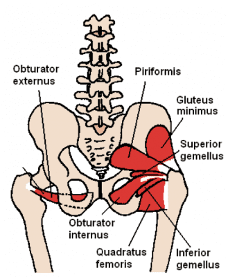 Piriformis - Muscle of the Month (Oct) - Physionorth Townsville