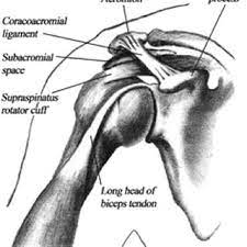 sub acromial space